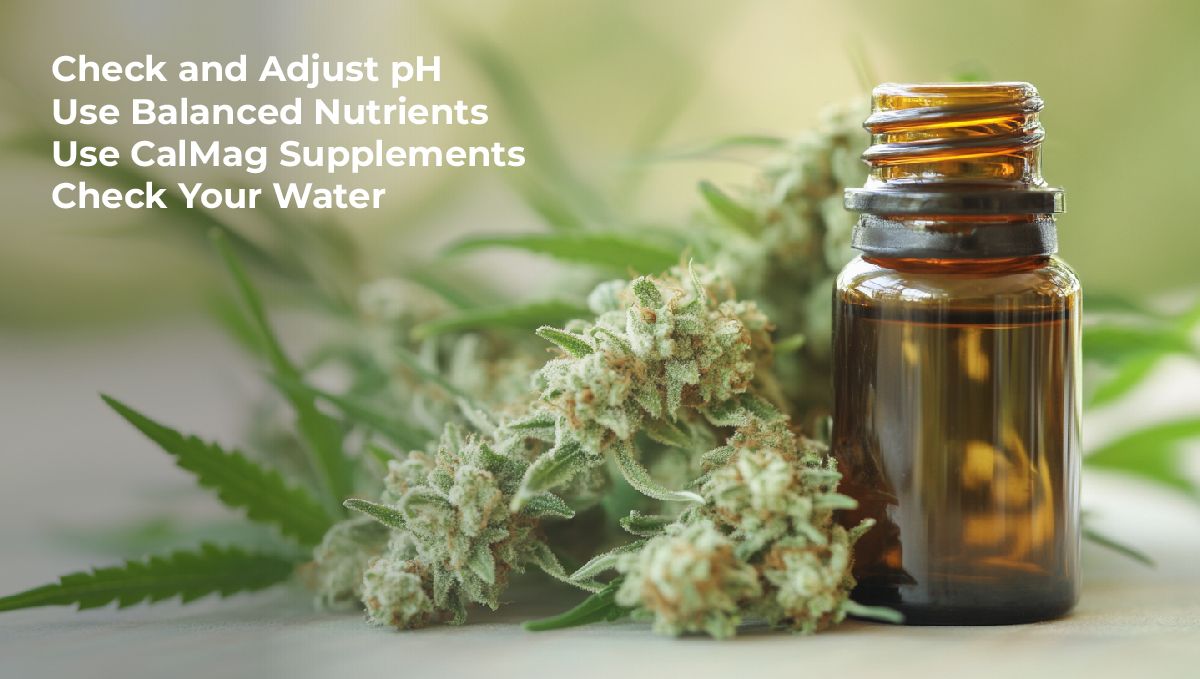 How to Prevent Cal-Mag Deficiency How to Prevent Cal-Mag Deficiency