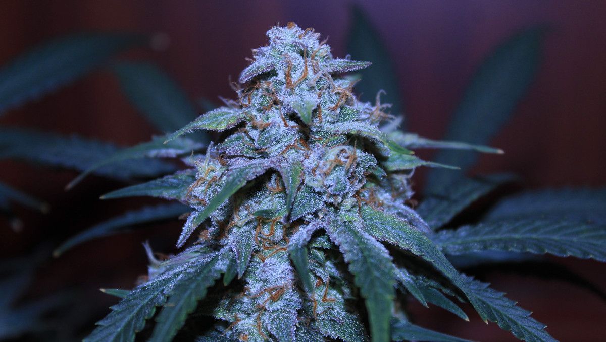 Big Bud Auto Cannabis Strain Week-by-Week Guide: A closeup of a ripe cola, glistening with trichomes