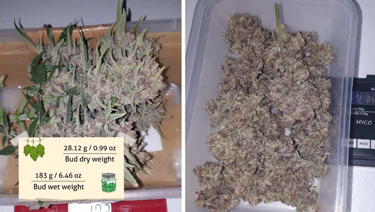 Strawberry Pie Auto Cannabis Strain Week-by-Week Guide: Freshly cut marijuana colas and the same buds dried and cured 