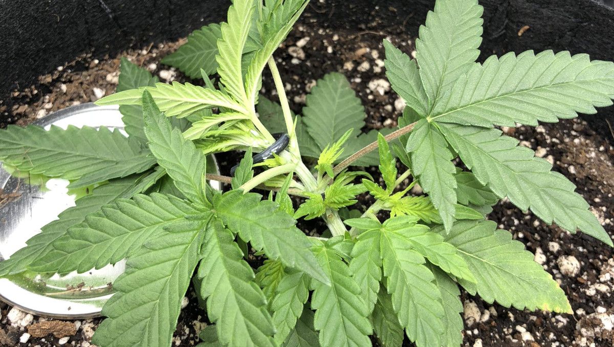 Girl Scout Cookies Auto Cannabis Strain Week-by-Week Guide: The tie-down (LST) method applied on a short and compact cannabis plant grown indoors