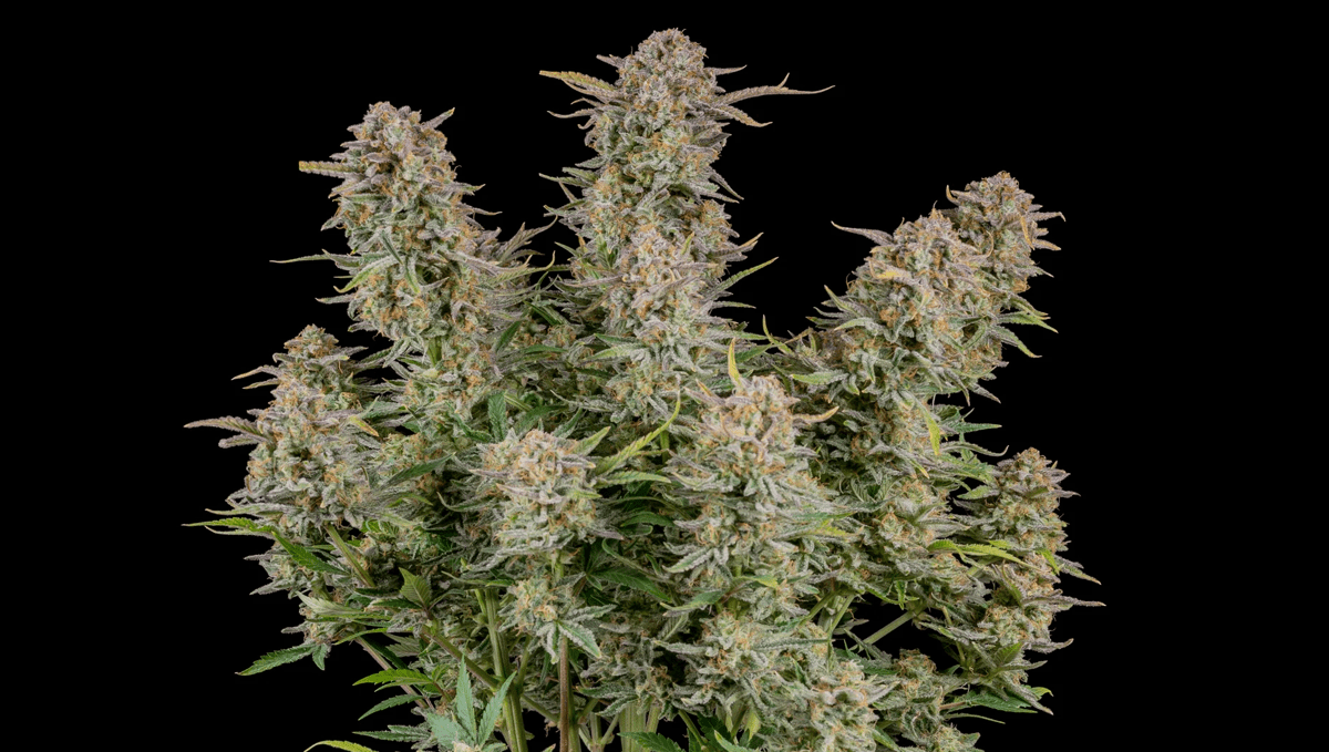 Top 5 Best Auto Strains for Sex: Bruce Banner Auto from fast buds Top 5 Best Auto Strains for Sex: Bruce Banner Auto from fast buds