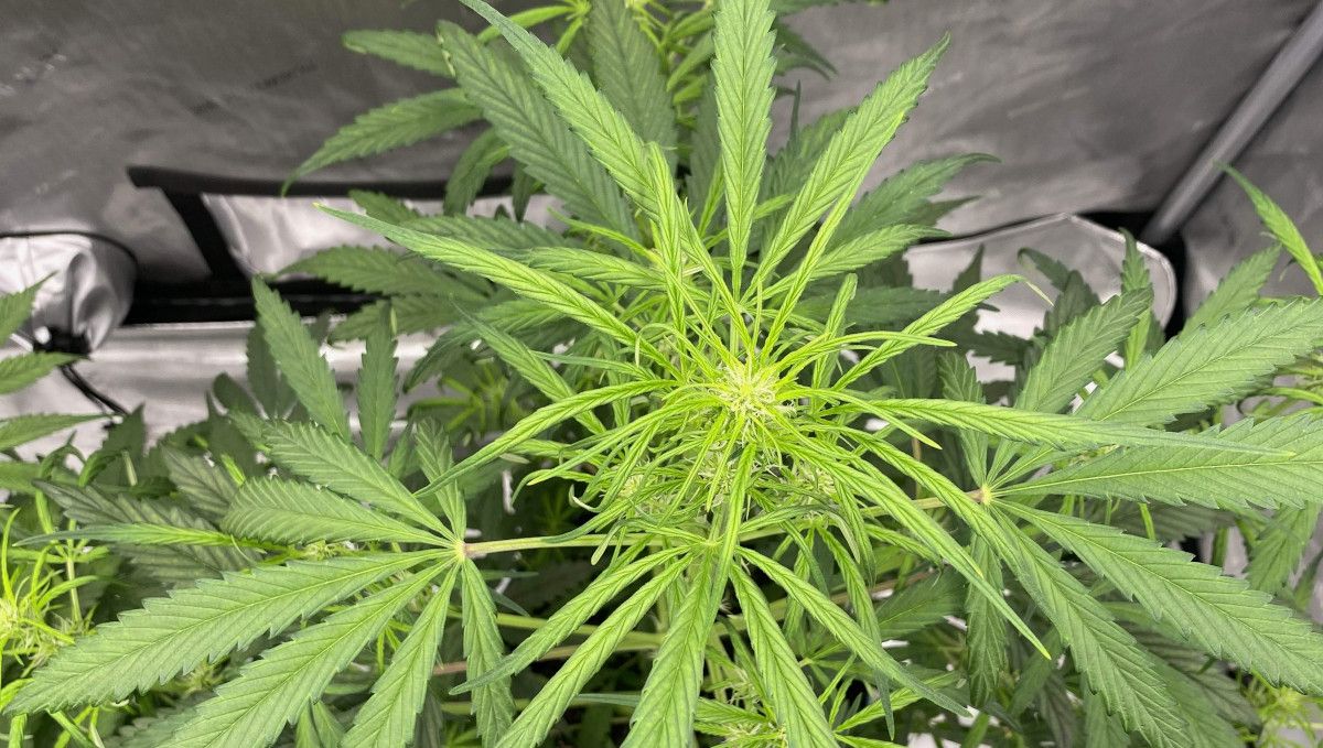 Gorilla Punch Auto cannabis strain: transition (pre-flower) | week 5 | a top of a weed plant at the beginning of flowering Gorilla Punch Auto cannabis strain: transition (pre-flower) | week 5 | a top of a weed plant at the beginning of flowering