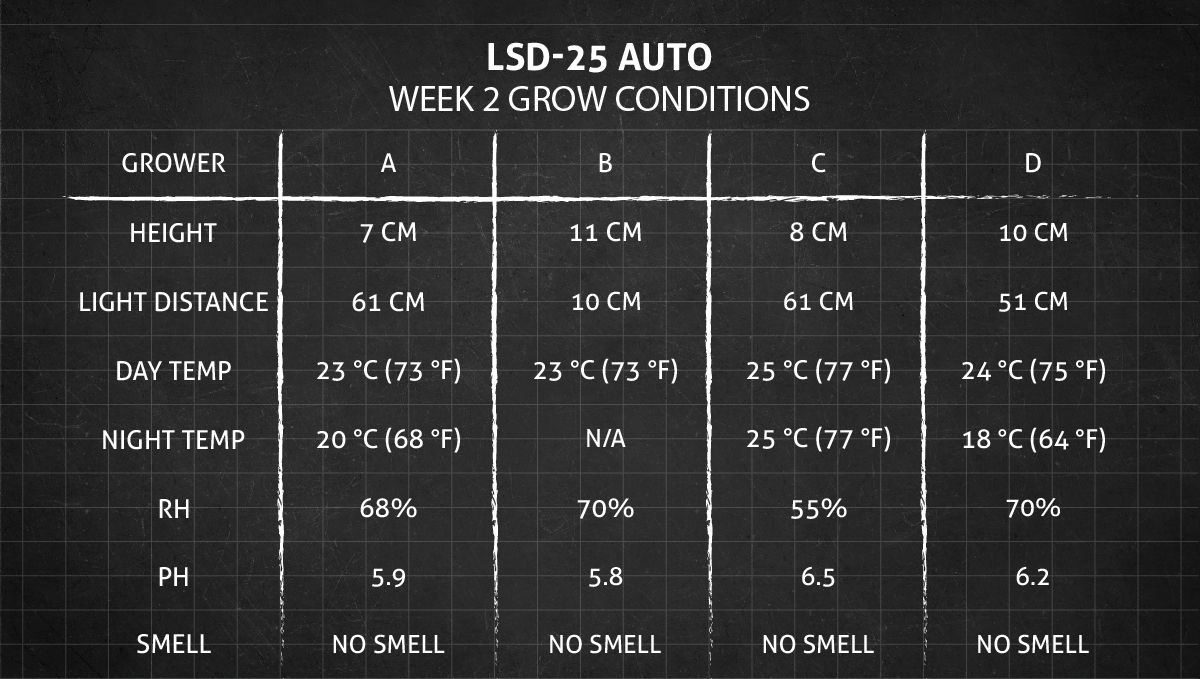 LSD-25 Auto cannabis strain: week 2 grow conditions LSD-25 Auto cannabis strain: week 2 grow conditions