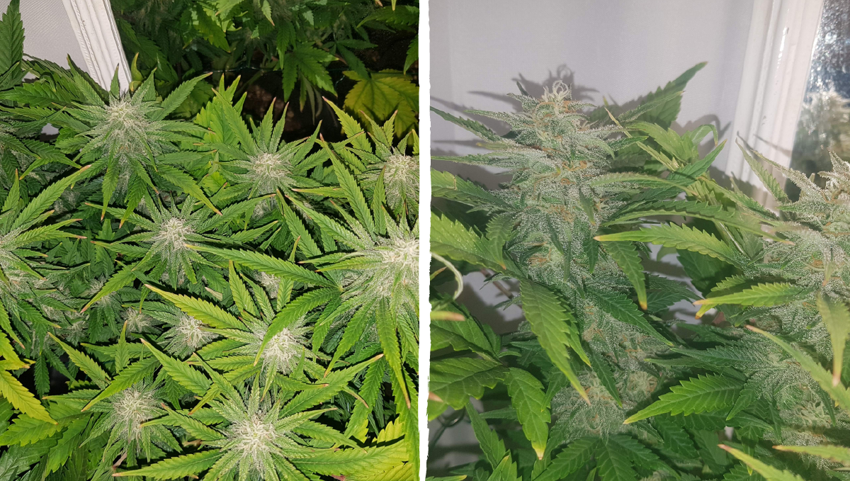 Bruce banner auto cannabis strain: mid flower (bulk phase) | weeks 8-9 Bruce banner auto cannabis strain: mid flower (bulk phase) | weeks 8-9