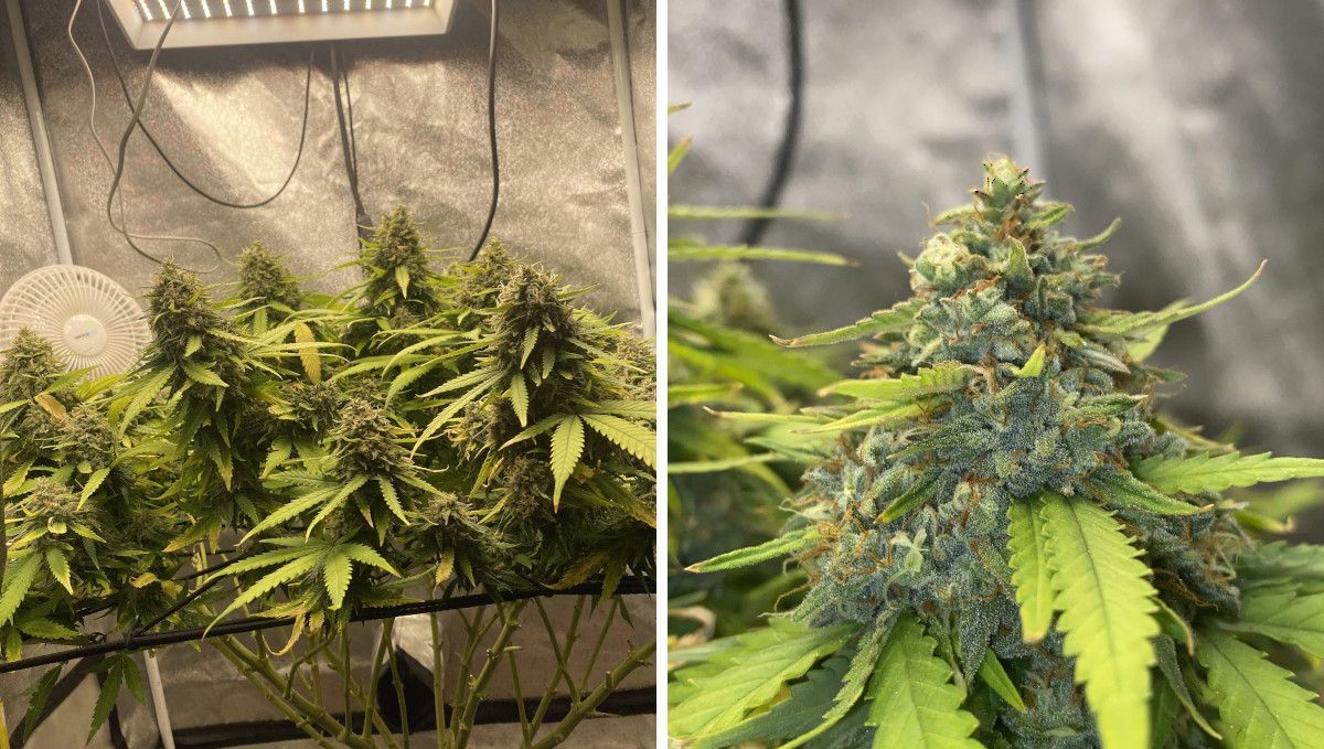 Wedding Cheesecake FF cannabis strain: ripening and harvest | weeks 12 | a weed plant maturing in ScrOG