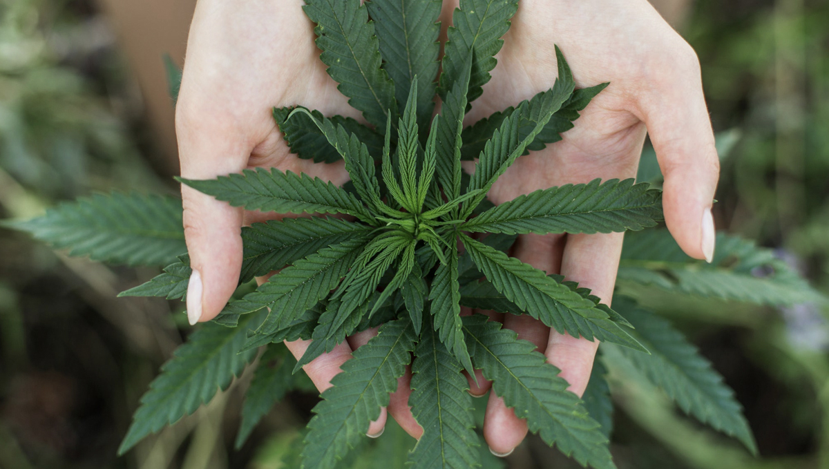 Germany: Future Coalition Government Urged to Legalize Cannabis: Young woman's hands holding a cannabis plant top