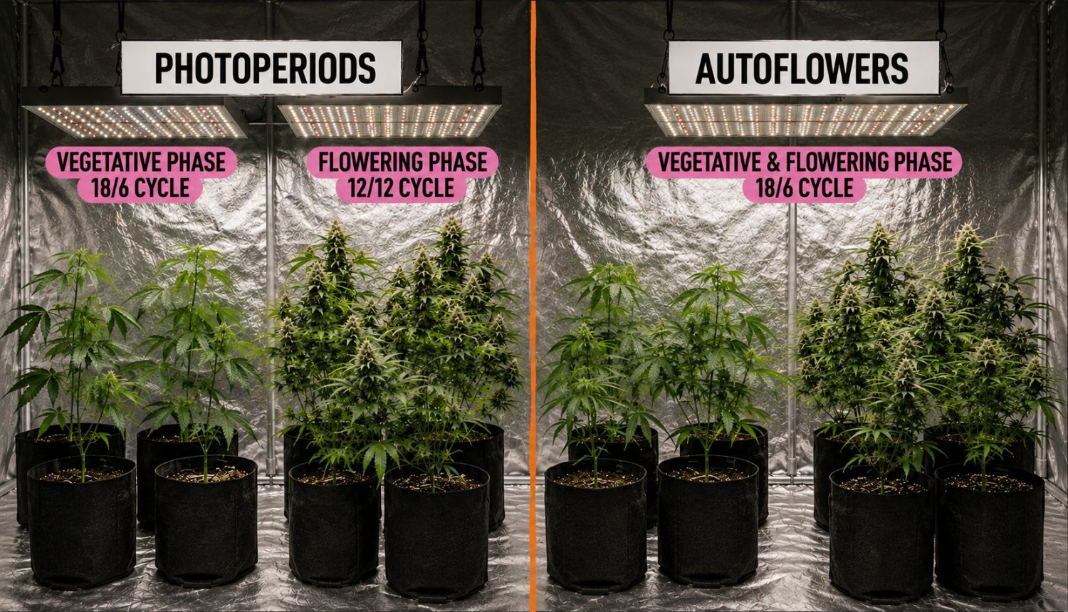 Kuidas kasvatada kanepit kodus: fotoperioodiline vs autoflower Kuidas kasvatada kanepit kodus: fotoperioodiline vs autoflower