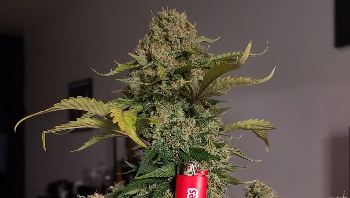 Five shortest autoflower strains: afghan kush auto