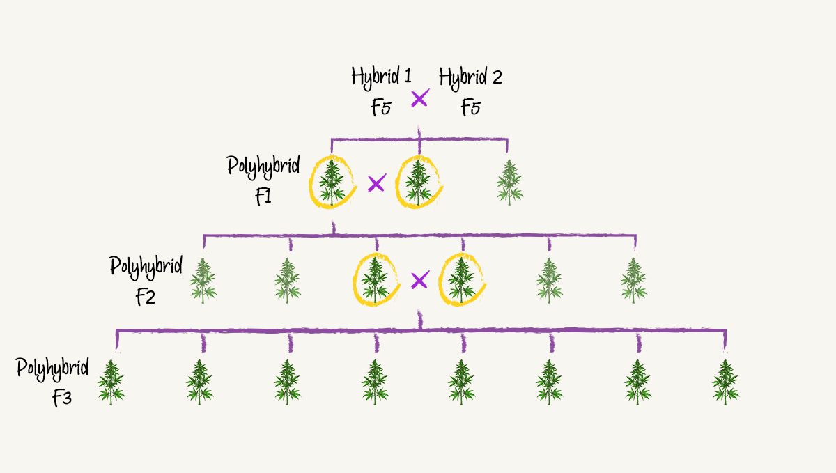Banana Purple Punch Auto 3 Polyhybrid (πολυϋβριδικό) breeding