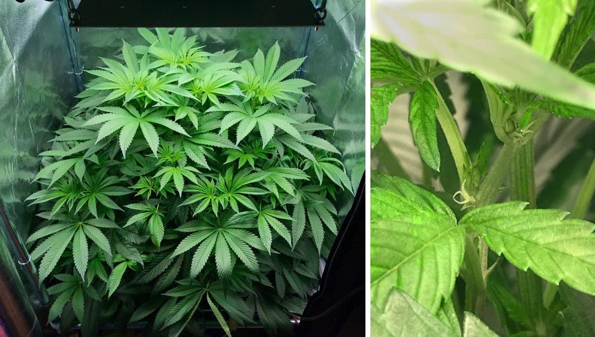 Vanilla Kush cannabis strain: transition (pre-flower) | week 7