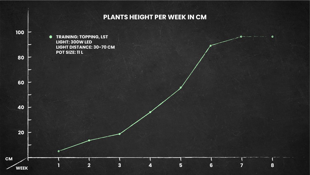 Skywalker OG Auto cannabis strain: height chart for the whole life cycle