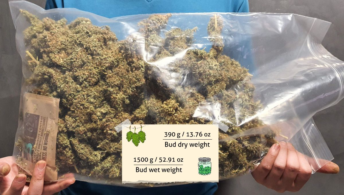 Pineapple Express Auto cannabis strain outcome: a man in T-shirt holding an enormous plastic bag with marijuana buds