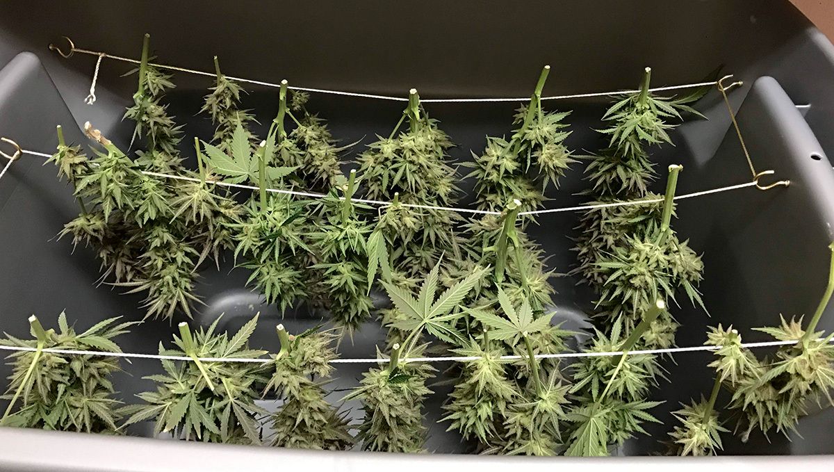 Das Trocknen unter ungünstigen Bedingungen kann dazu führen, dass das Gras wie Heu schmeckt, also sorge dafür, dass die Bedingungen optimal sind.