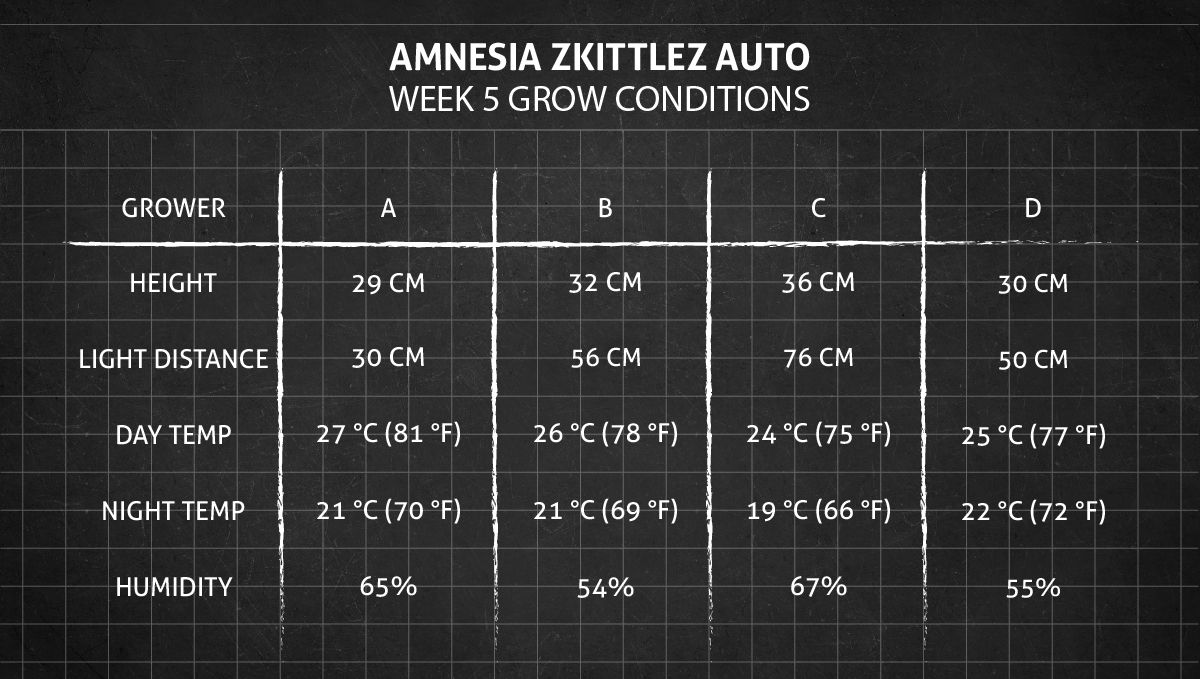 Amnesia Z Auto cannabis strain: week 5 grow conditions Amnesia Z Auto cannabis strain: week 5 grow conditions