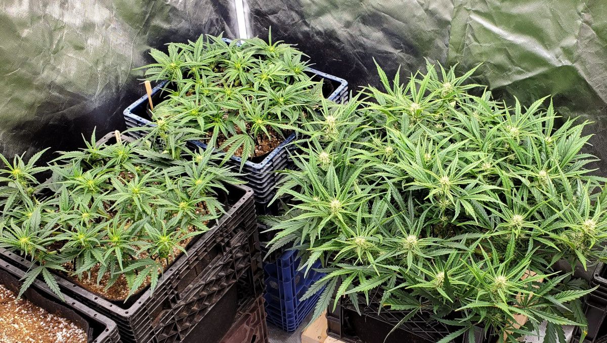 Forbidden Runtz Auto Cannabis Strain Week-by-Week Guide: Three large heavily trained budding autoflowers grown in an indoor grow tent Forbidden Runtz Auto Cannabis Strain Week-by-Week Guide: Three large heavily trained budding autoflowers grown in an indoor grow tent