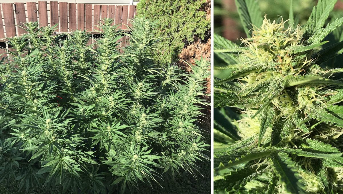 Gorilla Cookies FF cannabis strain: mid flower (bulk phase) | a medium tall bushy plant in a backyard and a closeup of its frosty top