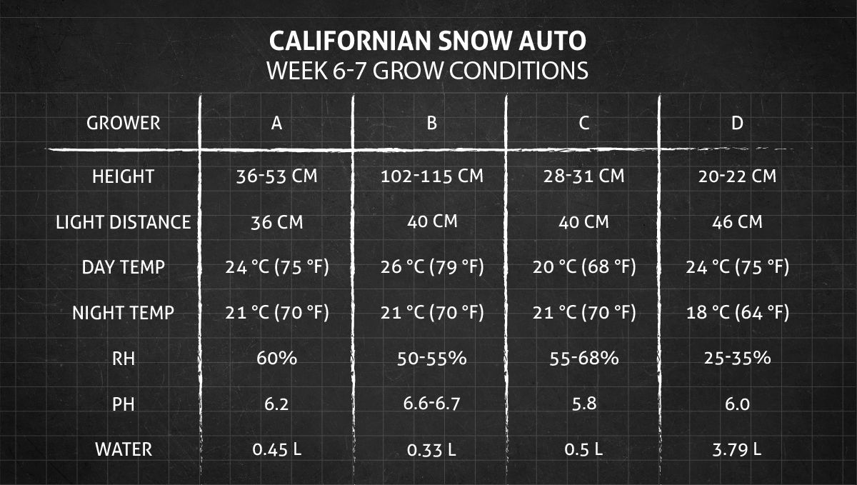 Californian Snow Auto cannabis strain: weeks 6-7 grow conditions