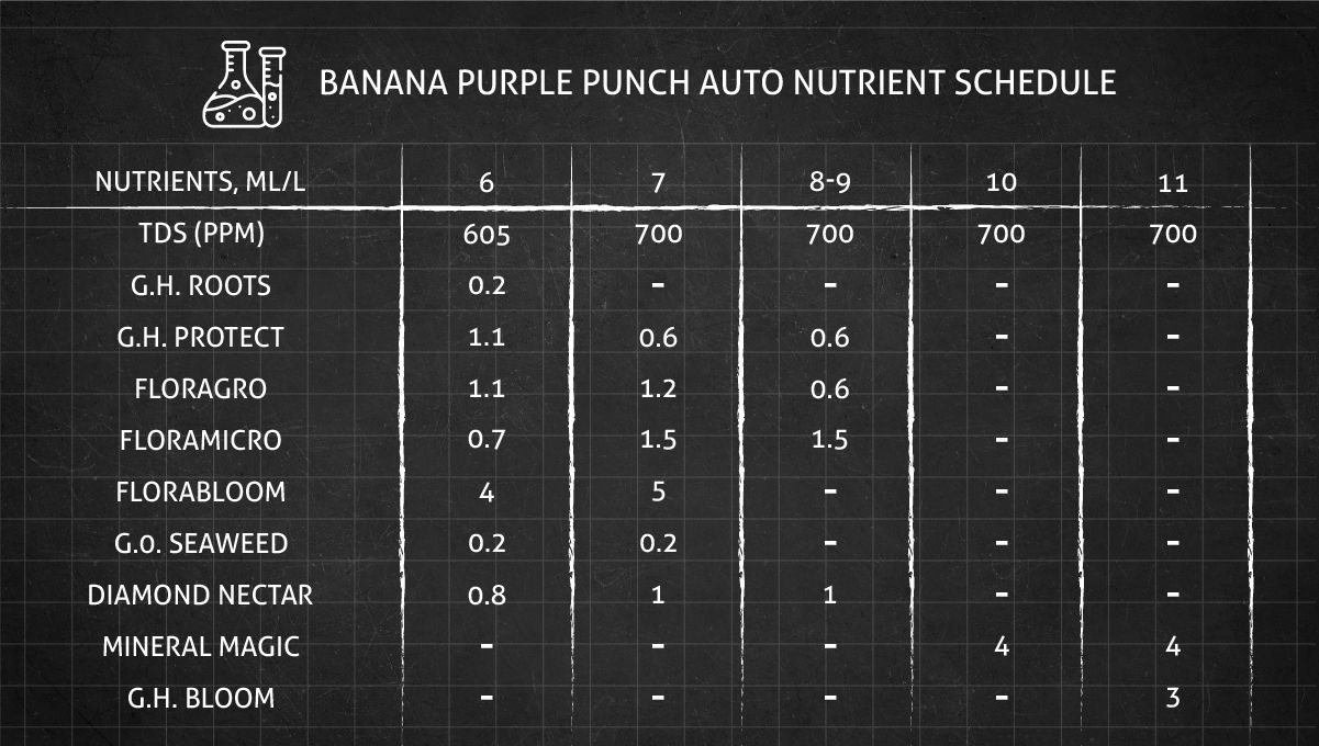 Banana Purple Punch Auto Cannabissorte: Blüte-Nährstoffplan