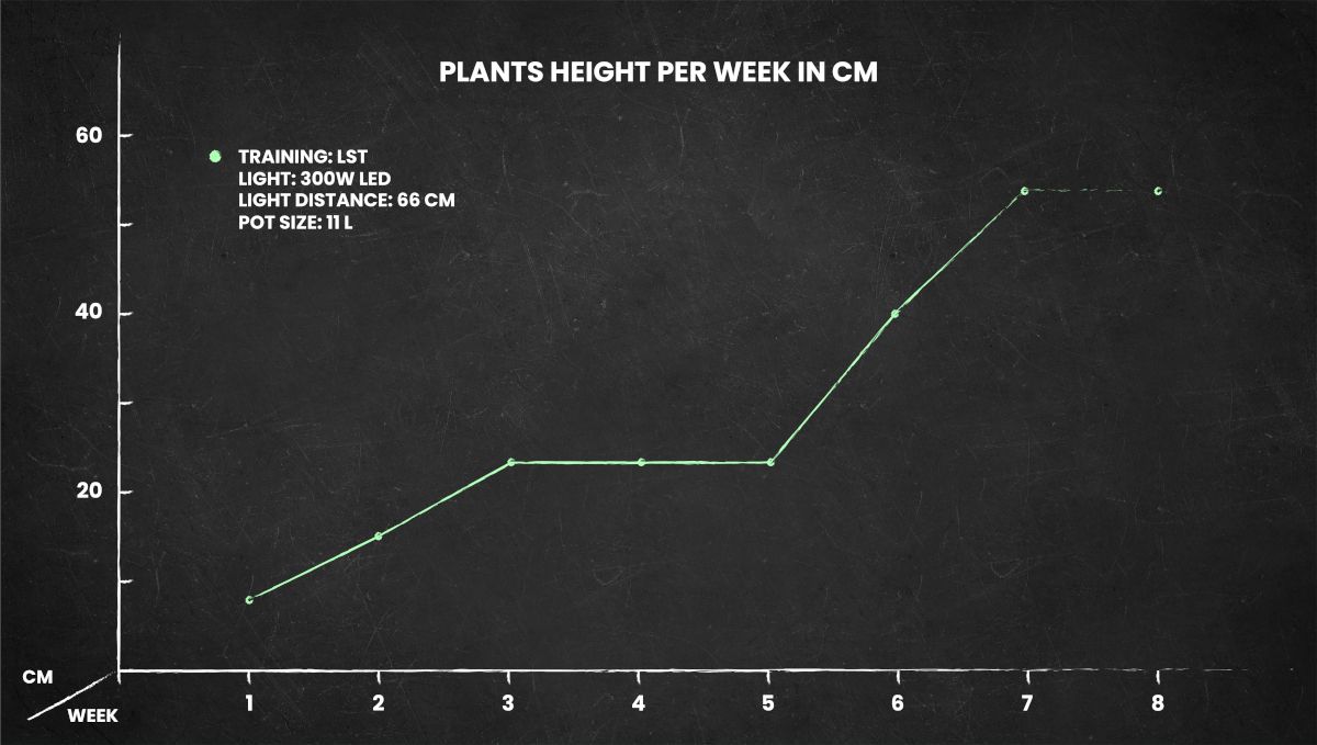 Frosted Guava Auto cannabis strain: height chart for the whole life cycle