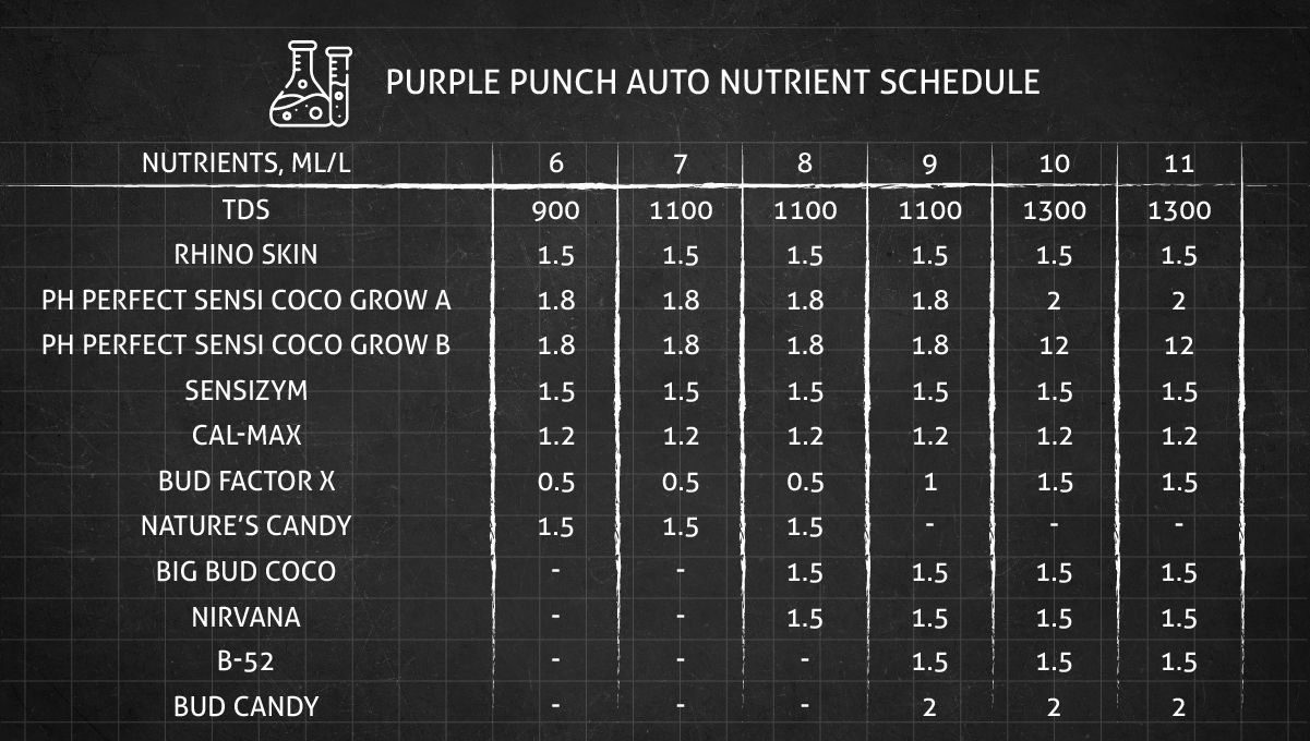 Purple Punch Auto cannabis strain: feeding chart for the flowering stage
