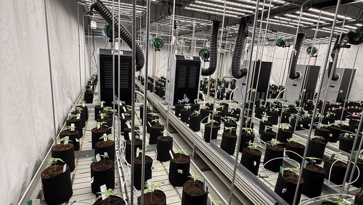 grow_room_seedlings_1200x679.jpg substrate