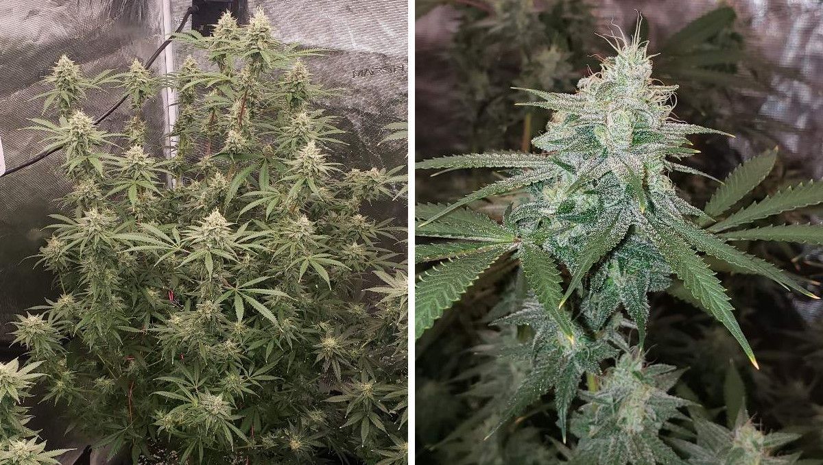 Tropicana Cookies FF cannabis strain: mid flower (bulk phase) | weeks 10-11 | a tall bushy plant with many colas and a closeup of one of these colas drenched in resin and covered in white pistils Tropicana Cookies FF cannabis strain: mid flower (bulk phase) | weeks 10-11 | a tall bushy plant with many colas and a closeup of one of these colas drenched in resin and covered in white pistils