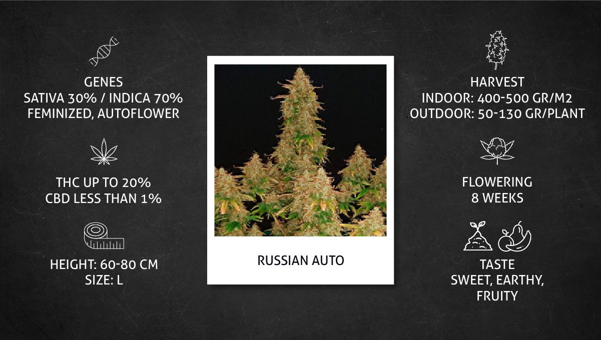 Russian Auto Cannabis Strain Week-by-Week Guide: Datasheet