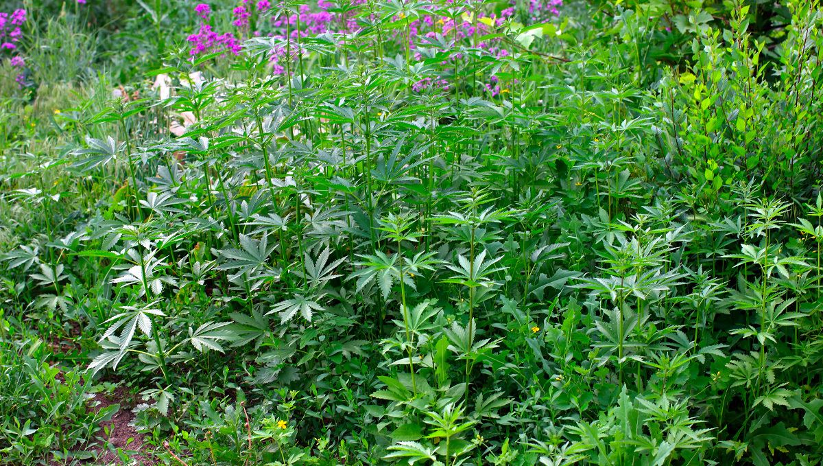 Other Herbs and Plants to Blend in your Joints