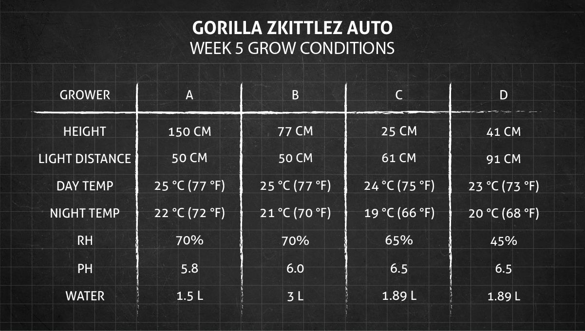 Gorilla Z Auto cannabis strain: week 5 grow conditions Gorilla Z Auto cannabis strain: week 5 grow conditions