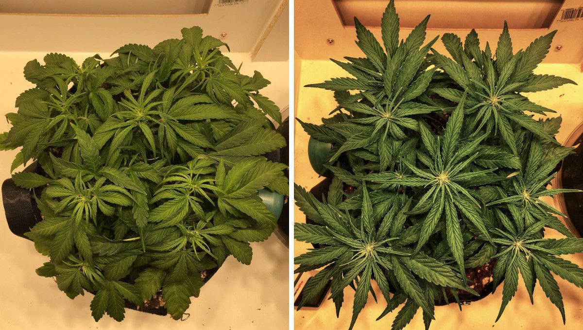 Californian Snow Auto cannabis strain: transition (pre-flower) | week 5 | a very compact weed plant with dense foliage and the first buds forming on tops