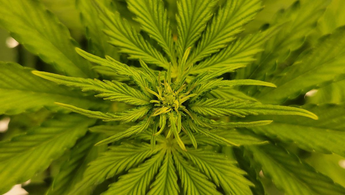 Gorilla Punch Auto cannabis strain: mid veg | weeks 3-4 | the top of a plant with new leaves becoming bristly Gorilla Punch Auto cannabis strain: mid veg | weeks 3-4 | the top of a plant with new leaves becoming bristly