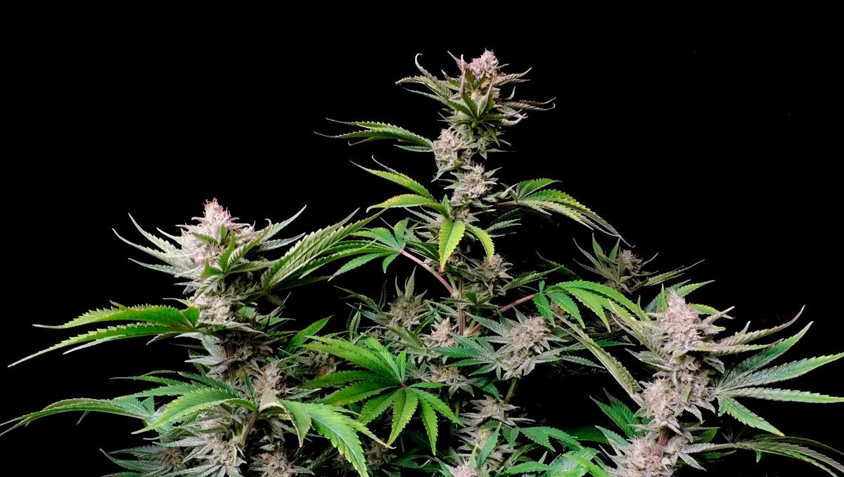 15 Best Strains for Male Arousal in 2022: Wedding Cake 15 Best Strains for Male Arousal in 2022: Wedding Cake