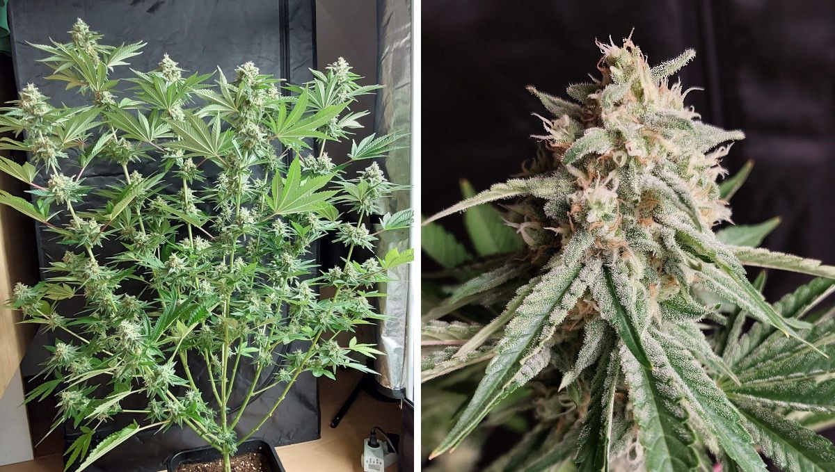 Wedding Cheesecake FF cannabis strain: ripening and harvest | weeks 12 | a multi-branch plant nearing the harvest and a closer look at one of the colas which is covered in trichomes and has some brown pistils