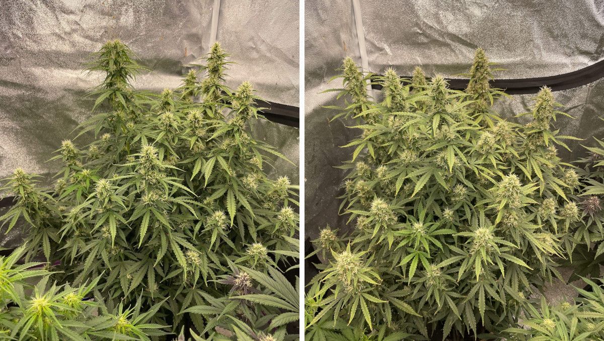 Californian Snow Auto cannabis strain: mid flower (bulk phase) | weeks 8-9 | a large, multi-branch autoflower bulking up