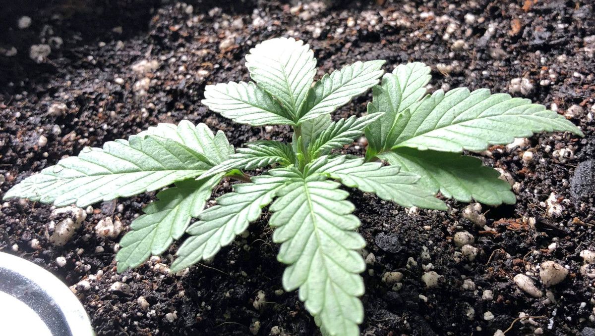 Girl Scout Cookies Auto Cannabis Strain Week-by-Week Guide: A closeup of a young cannabis plant at the end of the second week from seed