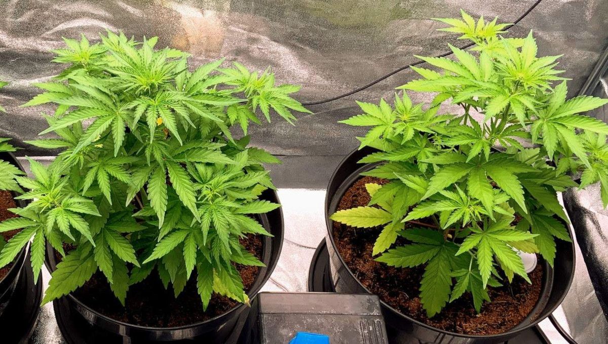 Gorilla Auto Cannabis Strain Week-by-Week Guide: Two big and health-looking autoflowers at the age of 4 weekds from seed, untrained but with many side branches Gorilla Auto Cannabis Strain Week-by-Week Guide: Two big and health-looking autoflowers at the age of 4 weekds from seed, untrained but with many side branches