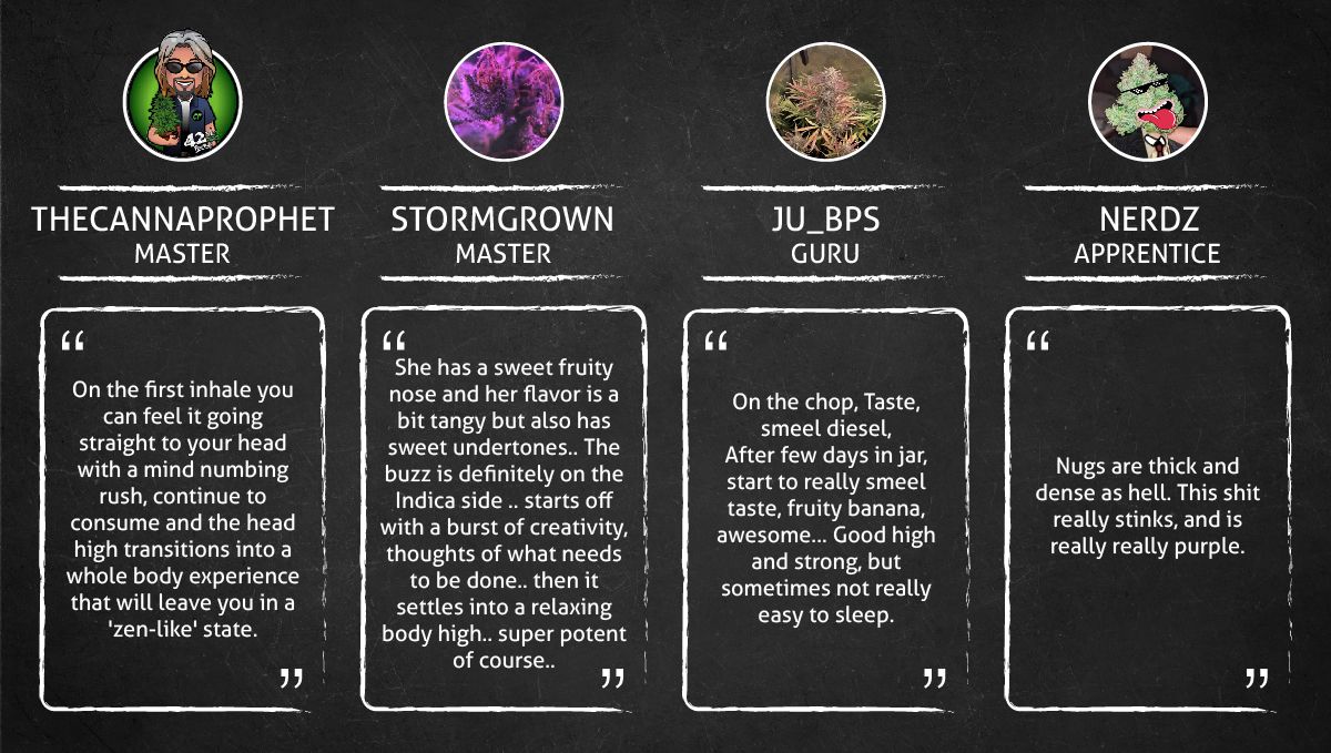 Six Shooter Auto cannabis strain: smoke report Six Shooter Auto cannabis strain: smoke report