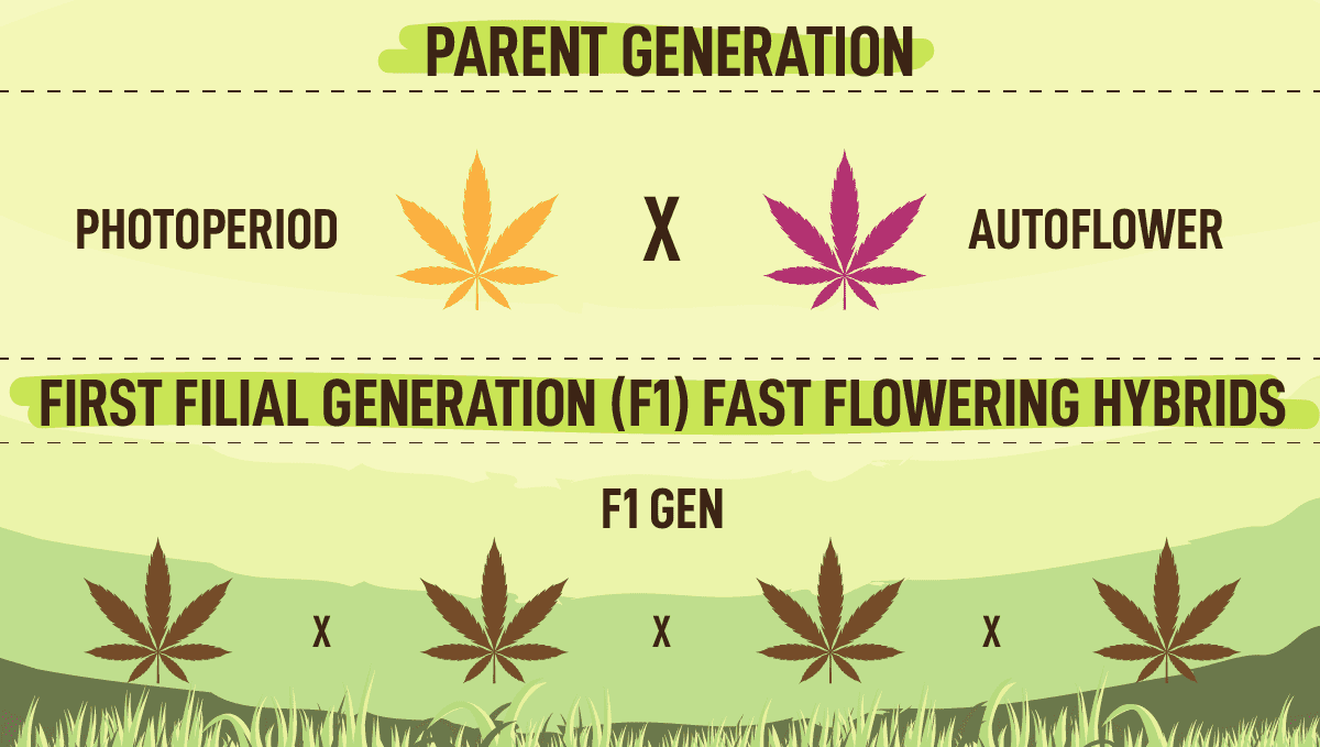 Společnost Fast Buds uvádí na trh novou řadu Fast Flowering: Jak se šlechtí rychle kvetoucí odrůdy? Společnost Fast Buds uvádí na trh novou řadu Fast Flowering: Jak se šlechtí rychle kvetoucí odrůdy?