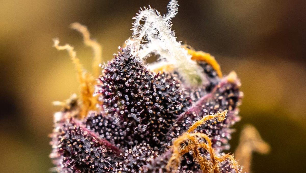 LSD-25 Auto cannabis strain: ripening and harvest | weeks 10-12 | an extreme closeup of a purple bud covered in trichomes LSD-25 Auto cannabis strain: ripening and harvest | weeks 10-12 | an extreme closeup of a purple bud covered in trichomes