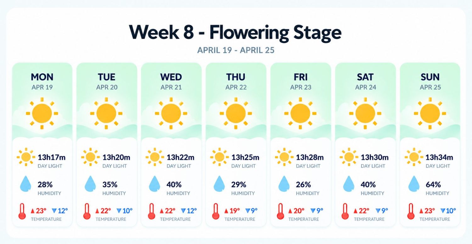 Growing cannabis outdoors in Italy: week 8 of the vegetative stage
