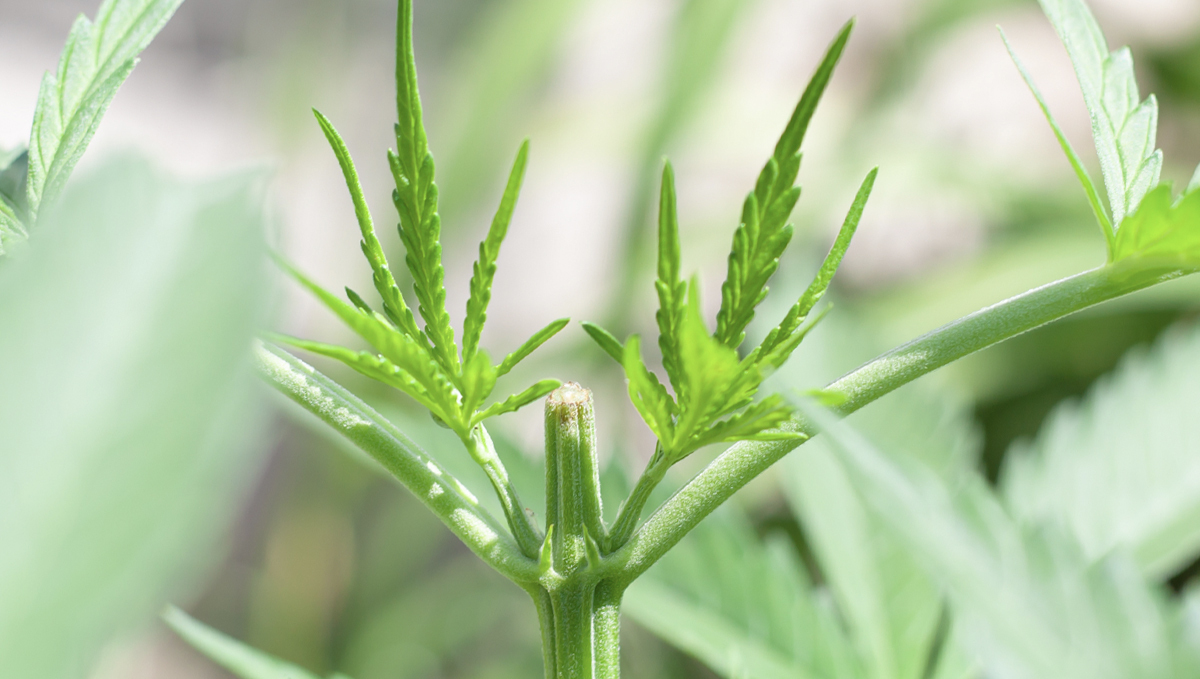 Slow Cannabis 3.2.png Planta con cinta adhesiva