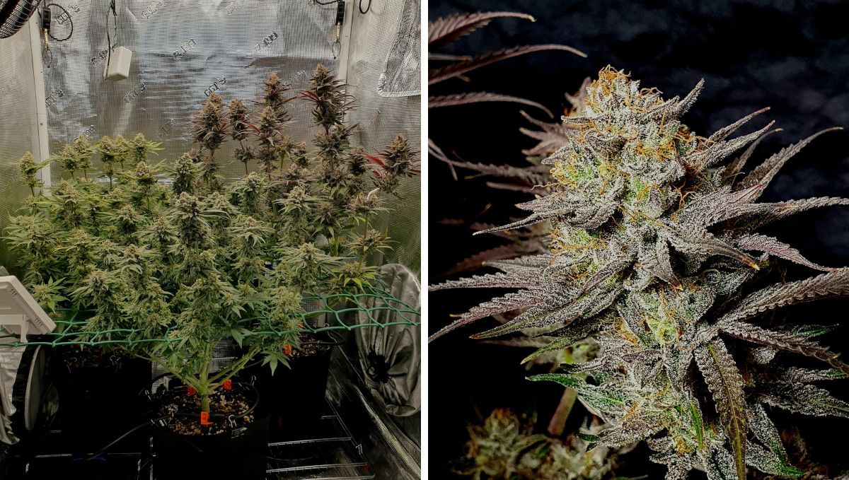 Gorilla Cookies FF cannabis strain: ripening and harvest | 3 indoor plants in a ScrOG setup pre-trimmed before the harvest and a closeup of its resinous bud