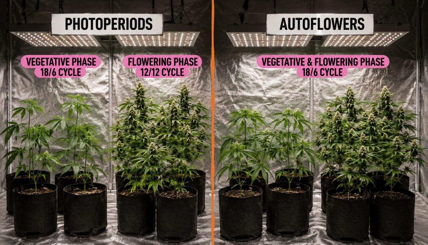 How to grow weed at home: photoperiods vs autoflowers How to grow weed at home: photoperiods vs autoflowers