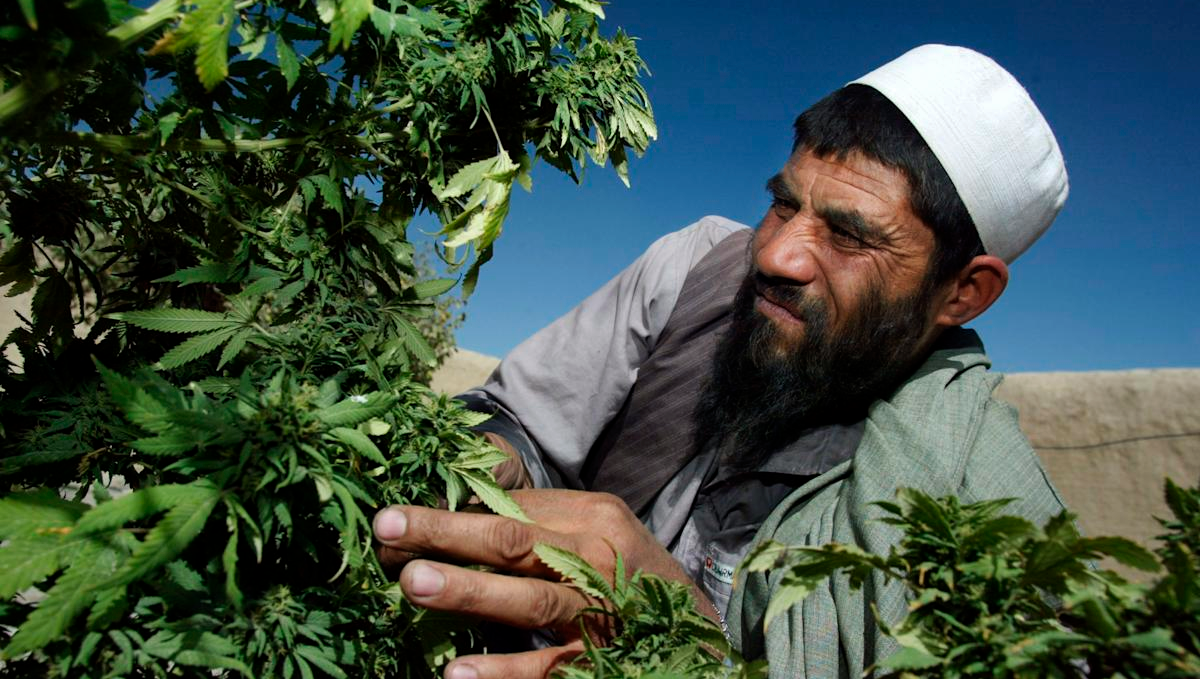 Weed in afghanistan: politics Weed in afghanistan: politics
