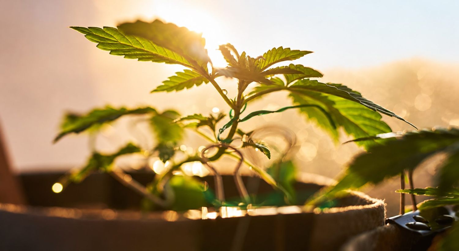 Ein visueller Vergleich verschiedener Lichtzyklen bei autoflowering Cannabispflanzen, der die Bedeutung von Dunkelheit hervorhebt. Ein visueller Vergleich verschiedener Lichtzyklen bei autoflowering Cannabispflanzen, der die Bedeutung von Dunkelheit hervorhebt.