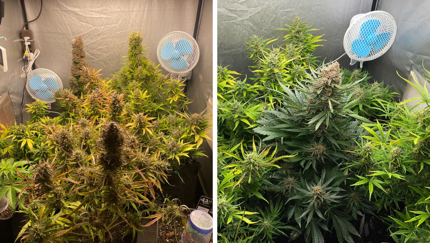 Sebastian's home garden. Sebastian's home garden.