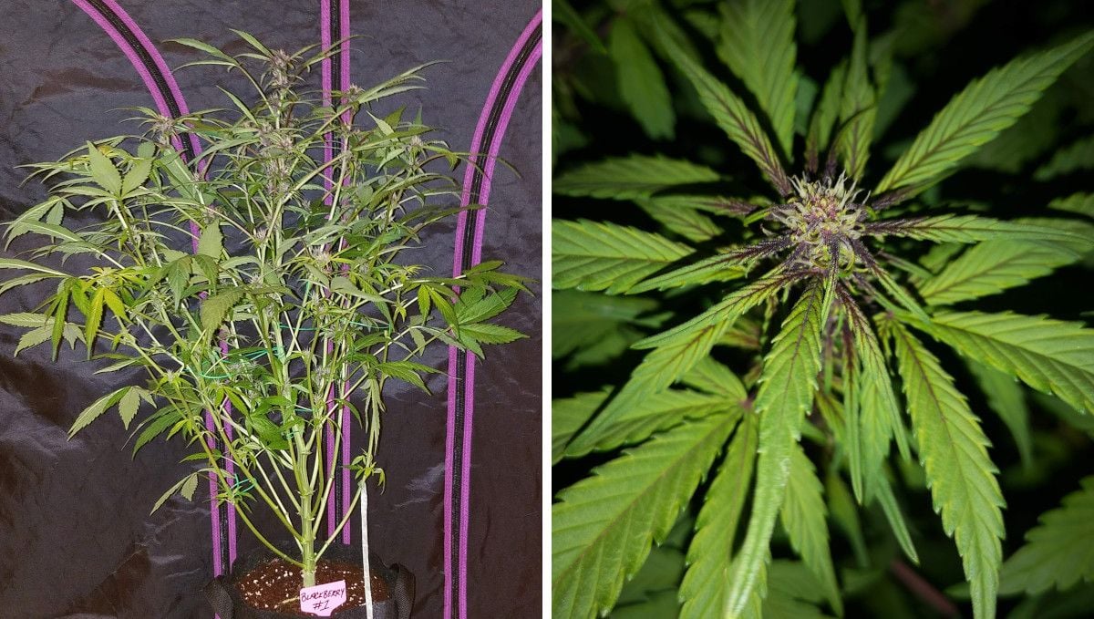 Blackberry Auto cannabis strain: transition (pre-flower) | week 5 | a stretchy indoor plant and a closeup of its bud with the purple color bleeding onto its leaves