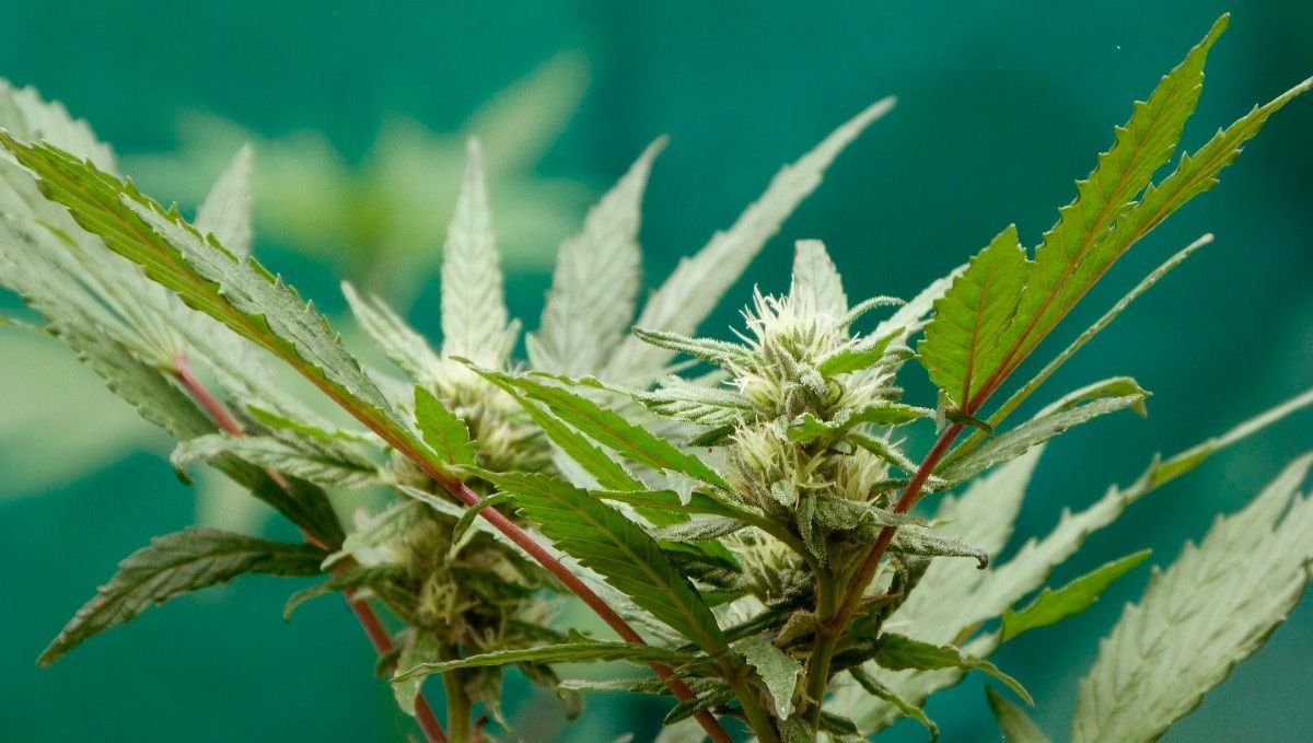 Wie man die Streckung von Cannabispflanzen kontrolliert: Was passiert, wenn sich die Pflanzen strecken?