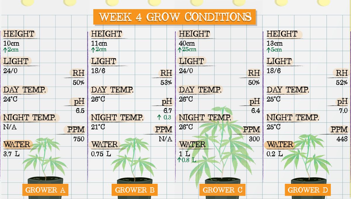 Gelato Auto Cannabis Strain Week-by-Week Guide: Grow conditions in week 4 Gelato Auto Cannabis Strain Week-by-Week Guide: Grow conditions in week 4