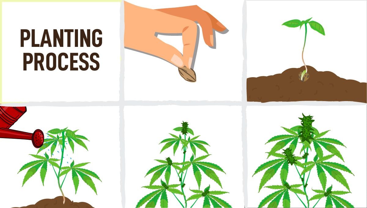 The Benefits of Growing Your Own Weed at Home: Planting Cannabis Process